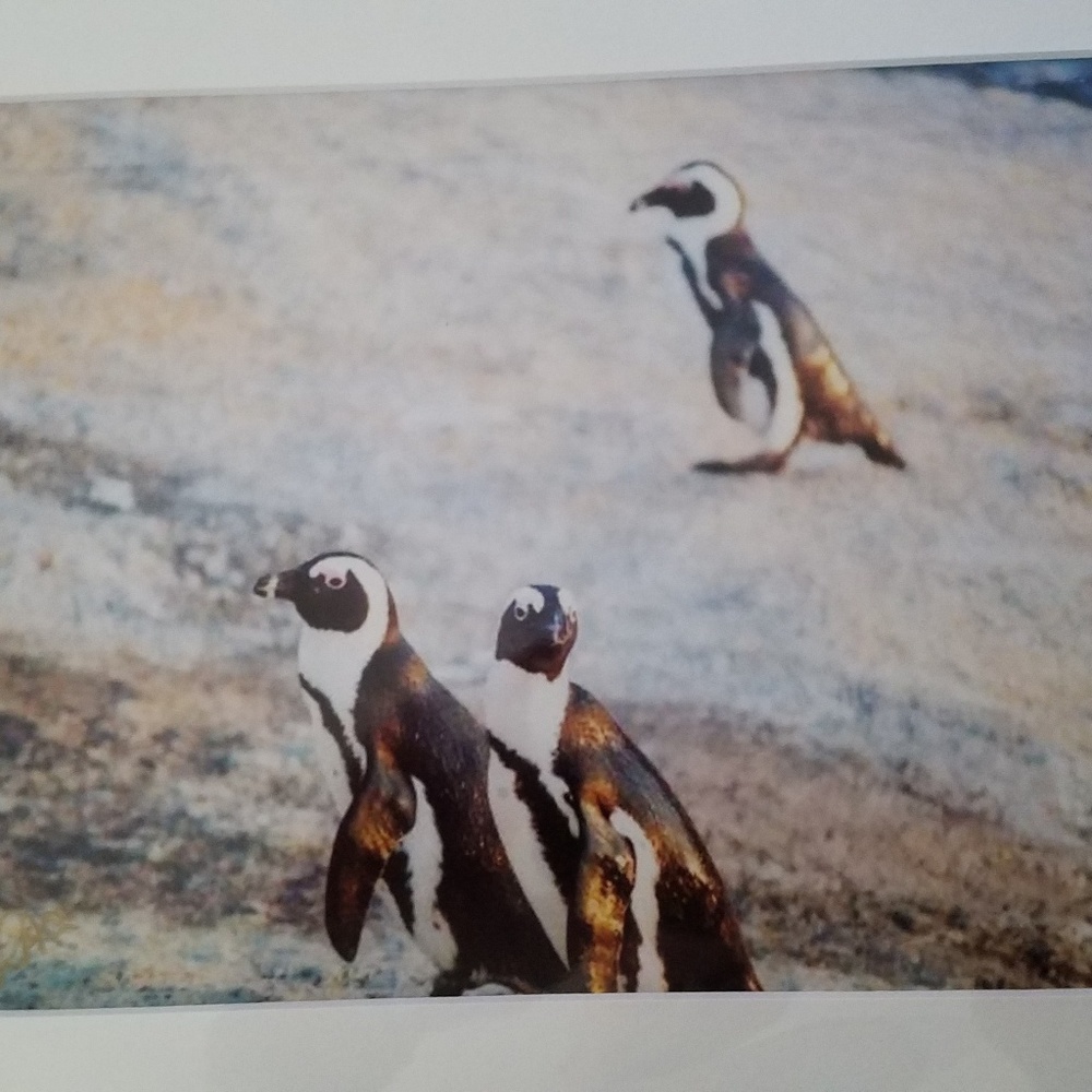 Safari photo of penguins at sunset